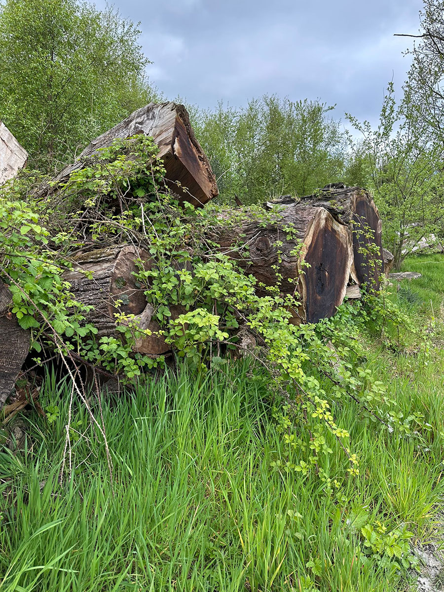 Stmperies and Rooteries from Brookfield